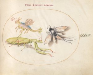 Plaat 44: Bidsprinkhaan en Eendagsvlieg met een Denkbeeldig Insect door Joris Hoefnagel