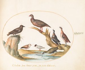 Plaat 45: Meeuwen en andere vogels aan de kust
