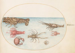 Plaat 45: Kreeft, Squilla Mantis, en Andere Schaaldieren