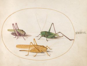 Plaat 46: Drie sprinkhanen door Joris Hoefnagel