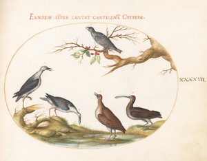 Blad 47: Kustvogels met een zittende vogel