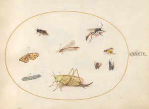 Plaat 49: Een sprinkhaan, een rups, een vlinder, een mot en andere insecten door Joris Hoefnagel