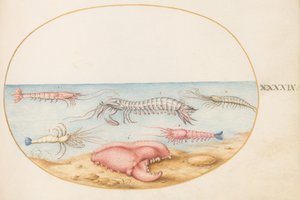 Plaat 49: Bidsprinkhaankreeft en de Klauw van een Europese Rivierkreeft