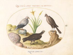 Egyptische Gier, een Noordelijke Havik en een "Aquila Heteropode" (Slangenarend?)