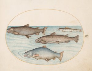 Plaat 4: Vier Zalm door Joris Hoefnagel