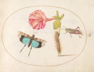 Plaat 51: Sprinkhanen en een Rups met een Vieruurbloem