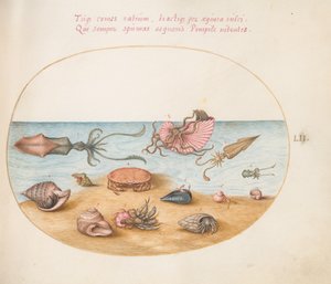 Plaat 52: Een Argonaut, Inktvis, Heremietkreeften, Schelpen en een Krab