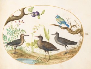 Blauwe mees met drie waadvogels en een vijgenboom