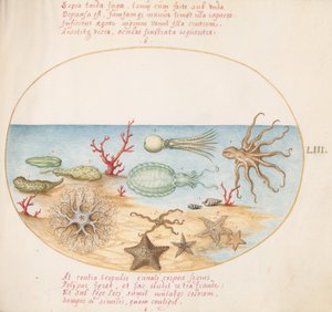 Plaat 53: Zeekomkommers, Koraal, Octopus, Zeesterren, Inktvis en andere zeedieren