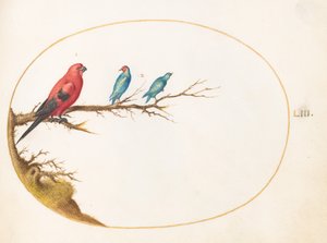 Plaat 53: Drie Felgekleurde Vogels