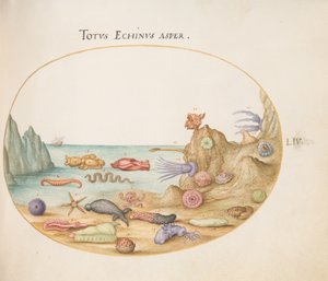 Blad 54: Zeekomkommers, Zee-egels, Zeesterren, een Zeenetel, een "Zeehaas" en Ander Zeeleven