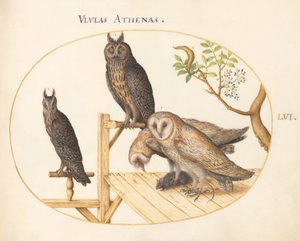Plaat 56: Kerkuilen met een Muis, Oehoe(?) en een Andere Uil door Joris Hoefnagel