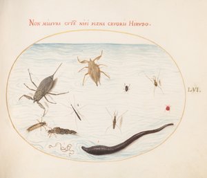 Plaat 56: Waterschorpioen, Watermeter, Vijverloper, Rode Watermijt, Bloedzuiger(?) en Andere Waterinsecten