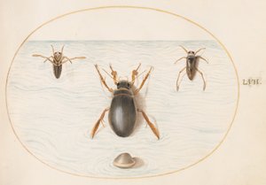 Plaat 57: Een waterkever en twee aanzichten van een rugzwemmer door Joris Hoefnagel