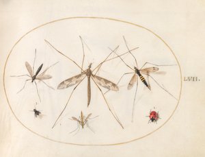 Plaat 57: Een Lieveheersbeestje, een Vlieg en Vier Andere Insecten door Joris Hoefnagel