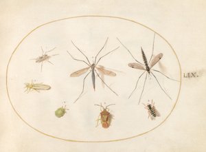 Zeven insecten, waaronder een meidoornwants, langpootmuggen en een zweefvlieg (plaat 59) door Joris Hoefnagel