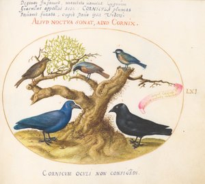 Plaat 61: Blauwe kraai (?), kauw, mees of koolmees, en andere vogels