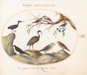 Plaat 62: Noordelijke Kale Ibis en Glanzende Ibis met Andere Vogels door Joris Hoefnagel