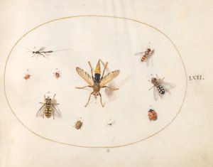 Plaat 62: Tien Insecten door Joris Hoefnagel