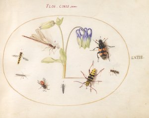 Een libel, een gevlekte langhoorn, een doodgraver en andere insecten met een blauwe en witte akelei