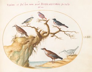 Plaat 63: Zes Kleine Vogels, Inclusief een Blauwborst en een Koekoek(?)