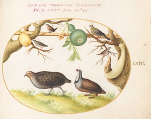 Twee patrijzen, een winterkoninkje en andere vogels