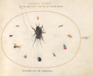 Plaat 65: Een Krekel Omringd door Insecten