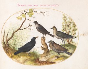Merel, spreeuw(?) en andere vogels (plaat 65)