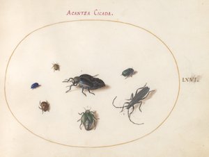 Plaat 66: Twee oliekevers, een boktor en vier andere insecten