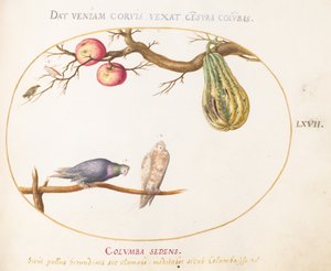 Plaat 67: Twee duiven onder een kalebas en appels
