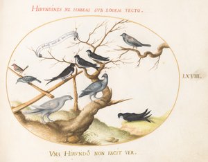 Plaat 68: Een sneeuwhoen, zwaluwen en andere vogels