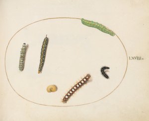 Plaat 68: Bladspurge Havikmot Rups, Mullein Mot Rups, en Andere Rupsen