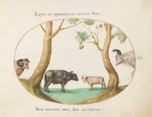 Plaat 6: Een verscheidenheid aan ossen met een ram en een waterbuffel(?) bij een plataan door Joris Hoefnagel