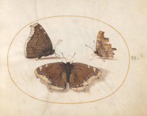  door Joris Hoefnagel