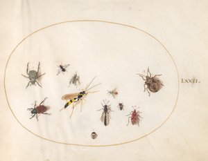Plaat 72: Schildwants, kaneelwants, wesp en andere insecten door Joris Hoefnagel