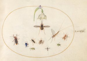 Plaat 77: gestippelde wolzwever met een witte bloem, een eendagsvlieg, een blauwe snuitkever en andere insecten door Joris Hoefnagel