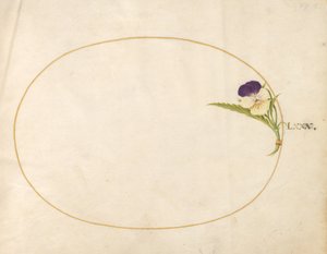 Plaat 80: Paarse en Gele Viola