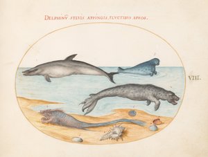 Plaat 8: Een dolfijn, twee zeehonden, een Brethmechin en schelpen