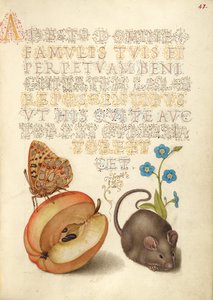 Kleine parelmoervlinder, appelmoervlinder, muis en sluipend vergeet-mij-nietje