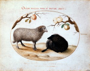 Ram, Zwart Schaap en Twee Appeltakken, 16e eeuw door Joris Hoefnagel