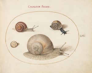 Slak, ca. 1575-80