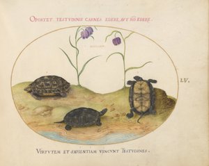 Schildpad, ca. 1575-80 door Joris Hoefnagel