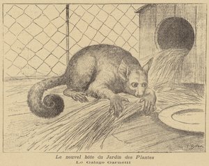 Garnetts Galago, nieuwe bewoner van de Jardin des Plantes