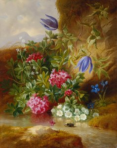 Alpenbloem