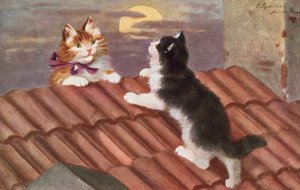 Kattenansichtkaart