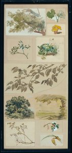 Studies naar de natuur door Josef Wawra