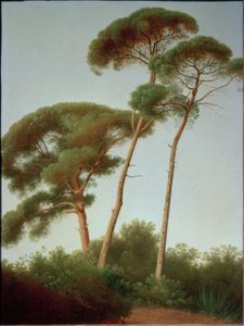 Pijnbomen