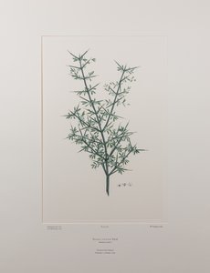Discaria toumatou (Rhamnaceae) - Plaat 426, Banks