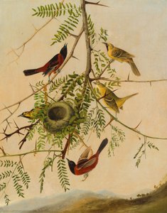 Boomgaard Oriole