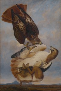 Roodstaartbuizerd